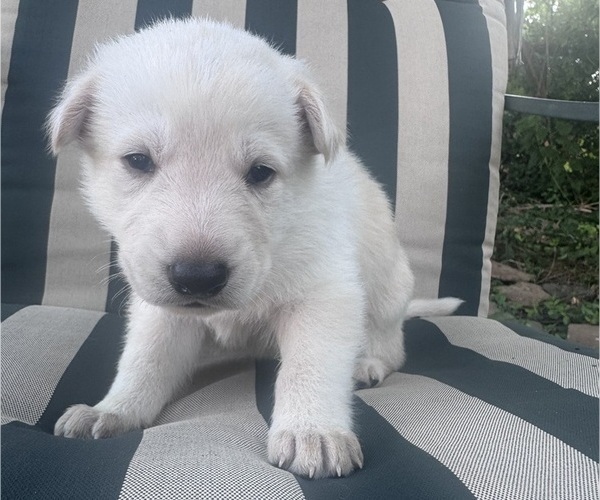 Medium Photo #1 German Shepherd Dog Puppy For Sale in SPRINGFIELD, MO, USA