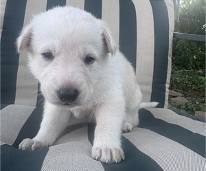 Medium German Shepherd Dog