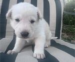 Puppy Sparrow German Shepherd Dog