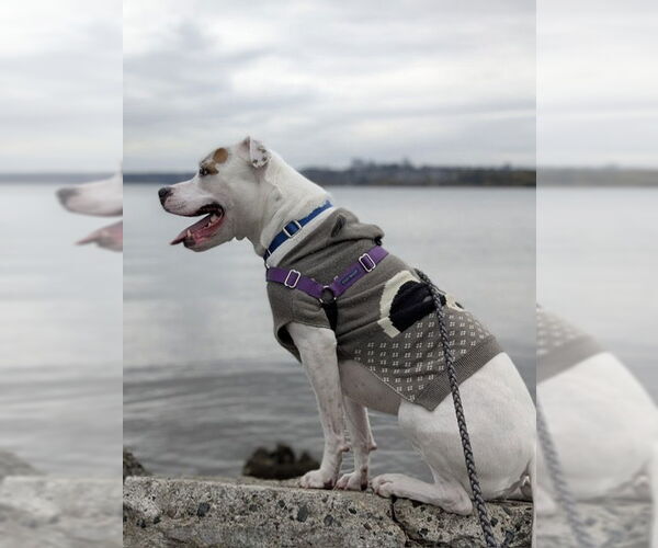 Medium Photo #6 Boxer-Unknown Mix Puppy For Sale in Bellingham, WA, USA