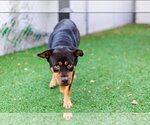 Small #3 Labrador Retriever Mix