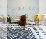 Small Photo #8 Poodle (Toy) Puppy For Sale in BURKE, VA, USA