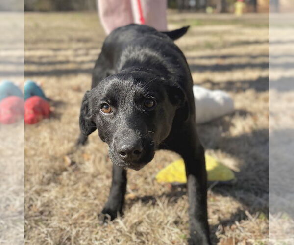 Medium Photo #8 Labrador Retriever-Unknown Mix Puppy For Sale in Yardley, PA, USA