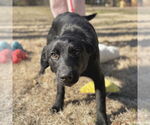 Small #7 Labrador Retriever Mix