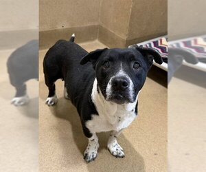 Basset Hound-Unknown Mix Dogs for adoption in Sacramento, CA, USA