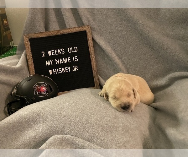 Medium Photo #1 Golden Retriever Puppy For Sale in WINTER PARK, FL, USA