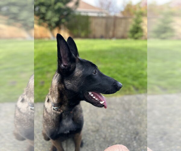 Medium Photo #9 Mutt Puppy For Sale in Seattle, WA, USA