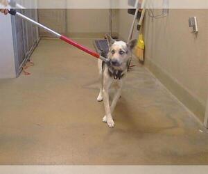 Siberian Husky-Unknown Mix Dogs for adoption in Sacramento, CA, USA