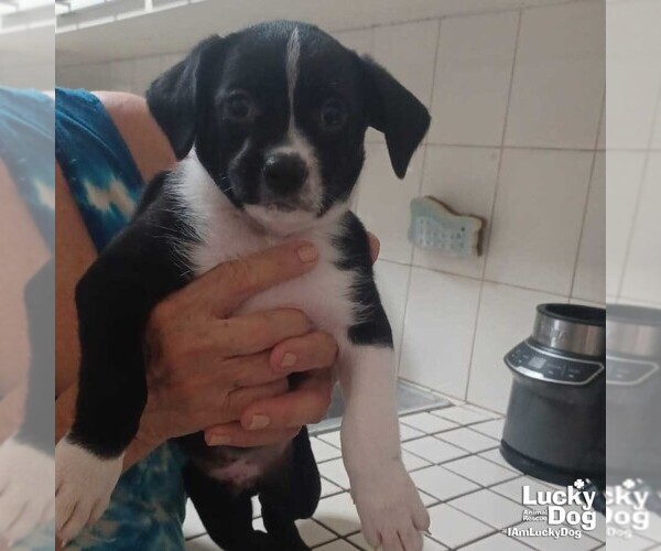 Medium Photo #2 Mutt Puppy For Sale in Washington, DC, USA