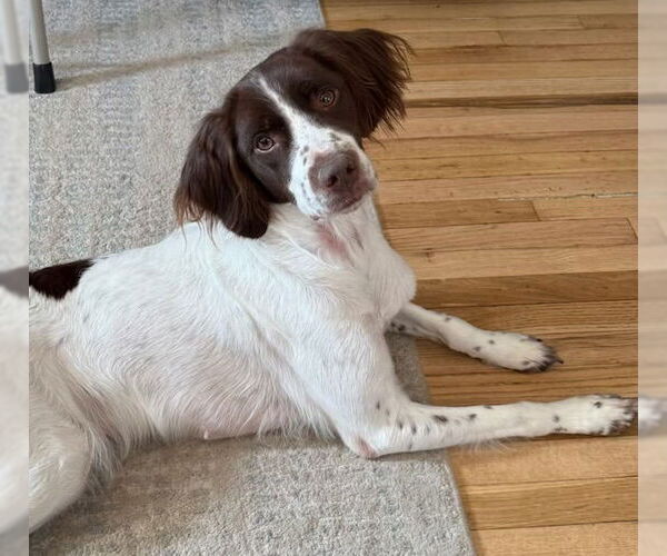 Medium Photo #5 Brittany Puppy For Sale in Curwensville, PA, USA