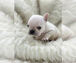 Small Photo #5 French Bulldog Puppy For Sale in WATER MILL, NY, USA
