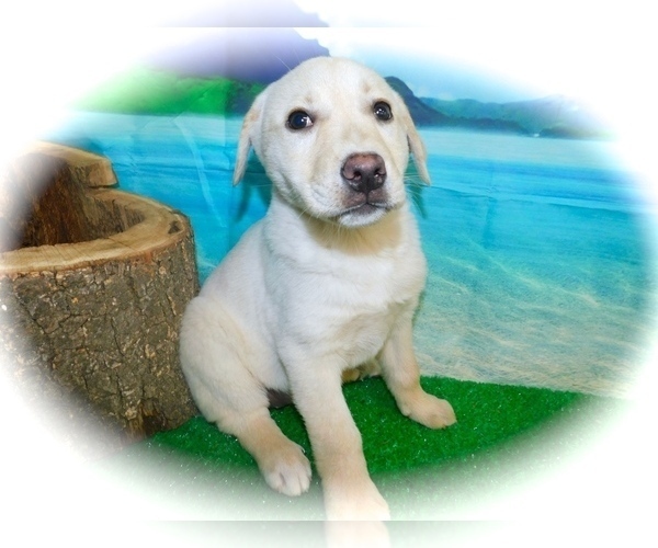 Medium Photo #1 Collie-Labrador Retriever Mix Puppy For Sale in HAMMOND, IN, USA
