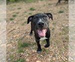 Small #8 Catahoula Leopard Dog Mix