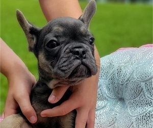 Medium French Bulldog