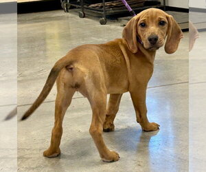 Beagle-Redbone Coonhound Mix Dogs for adoption in Batavia, OH, USA
