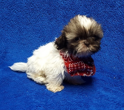Medium Photo #8 Shih Tzu Puppy For Sale in BUFFALO, MO, USA