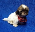 Small Photo #8 Shih Tzu Puppy For Sale in BUFFALO, MO, USA