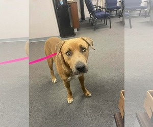 Mutt Dogs for adoption in El Centro, CA, USA