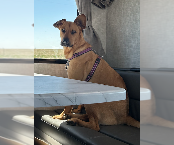 Medium Photo #9 Australian Shepherd-Unknown Mix Puppy For Sale in Decatur, GA, USA