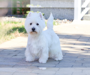 Father of the West Highland White Terrier puppies born on 02/16/2026