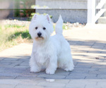Small Photo #1 West Highland White Terrier Puppy For Sale in SYRACUSE, IN, USA