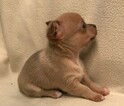 Small Photo #2 Chihuahua Puppy For Sale in KNIGHTSVILLE, SC, USA