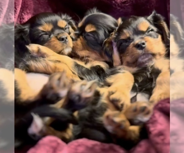 Medium Photo #1 Cavalier King Charles Spaniel Puppy For Sale in CRYSTAL LAKE, IL, USA