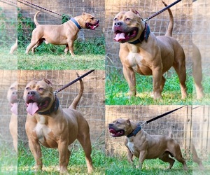 American Bully Puppy for sale in PALMYRA, NJ, USA