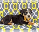 Small #2 Greater Swiss Mountain Dog