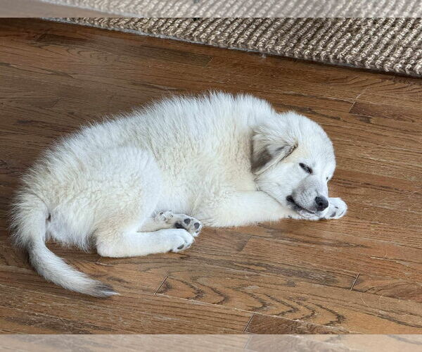 Medium Photo #9 Great Pyrenees-Unknown Mix Puppy For Sale in Houston, TX, USA