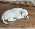 Small #8 Great Pyrenees Mix