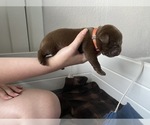 Small Photo #6 Labrador Retriever Puppy For Sale in CLEARWATER, FL, USA