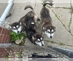 Small #15 Alaskan Malamute