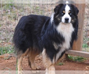 Father of the Miniature Australian Shepherd puppies born on 05/14/2025