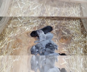 Cane Corso Puppy for sale in AKRON, OH, USA