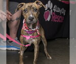 Small Photo #2 Mutt Puppy For Sale in Fargo, ND, USA