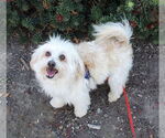 Small #3 Maltipoo