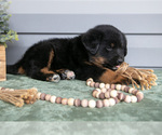 Small Photo #22 Bernedoodle-Labrador Retriever Mix Puppy For Sale in REED CITY, MI, USA