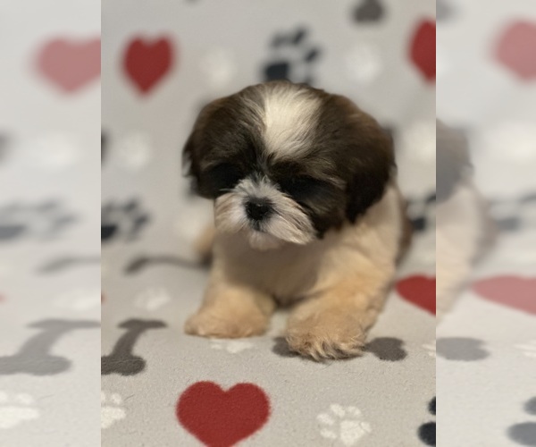 Medium Photo #4 Shih Tzu Puppy For Sale in LITHONIA, GA, USA