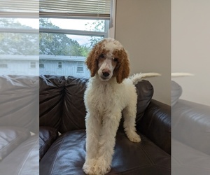 Poodle (Standard) Puppy for sale in GASTONIA, NC, USA