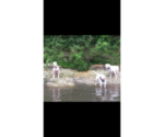 Small Photo #2 Dogo Argentino Puppy For Sale in PICAYUNE, MS, USA