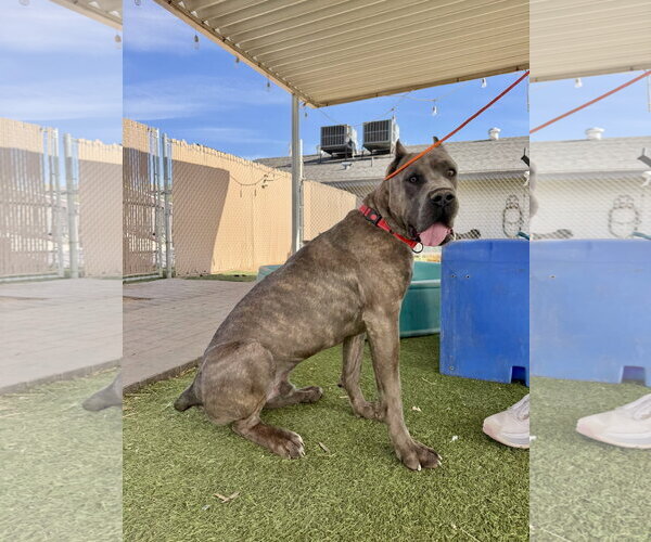 Medium Photo #3 Mutt Puppy For Sale in Goodyear, AZ, USA