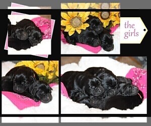 Labrador Retriever Puppy for sale in HYDE PARK, VT, USA