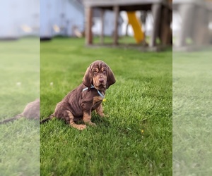 Bloodhound Puppy for sale in MILFORD, IN, USA