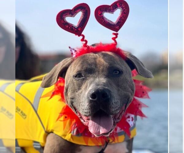 Medium Photo #7 American Staffordshire Terrier Puppy For Sale in San Diego, CA, USA