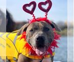 Small #6 American Staffordshire Terrier