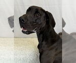 Small #3 Great Dane