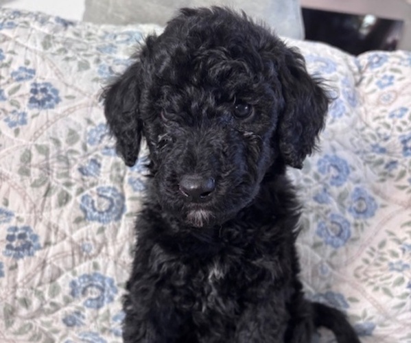 Medium Photo #1 Schnoodle (Giant) Puppy For Sale in ANDERSON, CA, USA