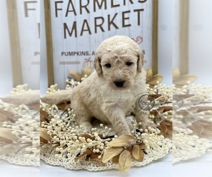 Medium Goldendoodle