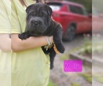 Puppy 2 Chinese Shar-Pei